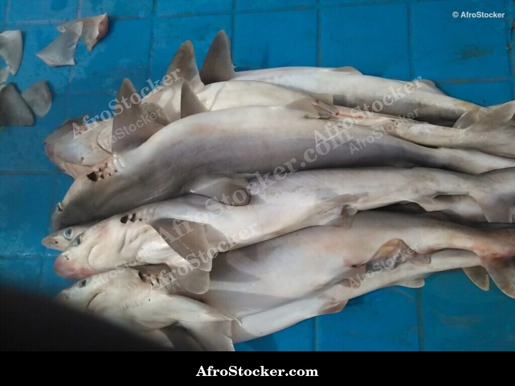 Fish Seller African Market / Marchand de Poissons Marché Africain | AfroStocker