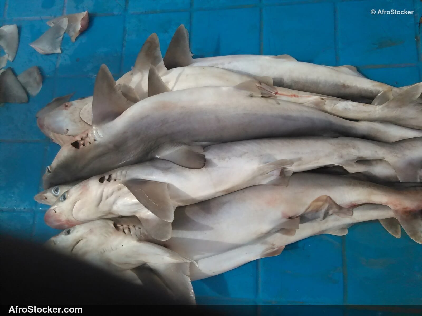 Fish Seller African Market / Marchand de Poissons Marché Africain | AfroStocker