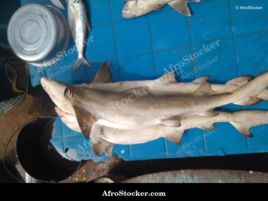 Fresh Fish African Market / Poissons Frais Marché Africain | AfroStocker