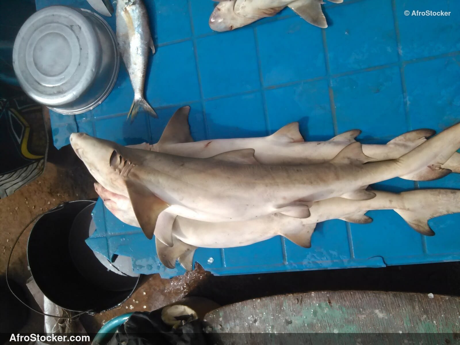 Fresh Fish African Market / Poissons Frais Marché Africain | AfroStocker