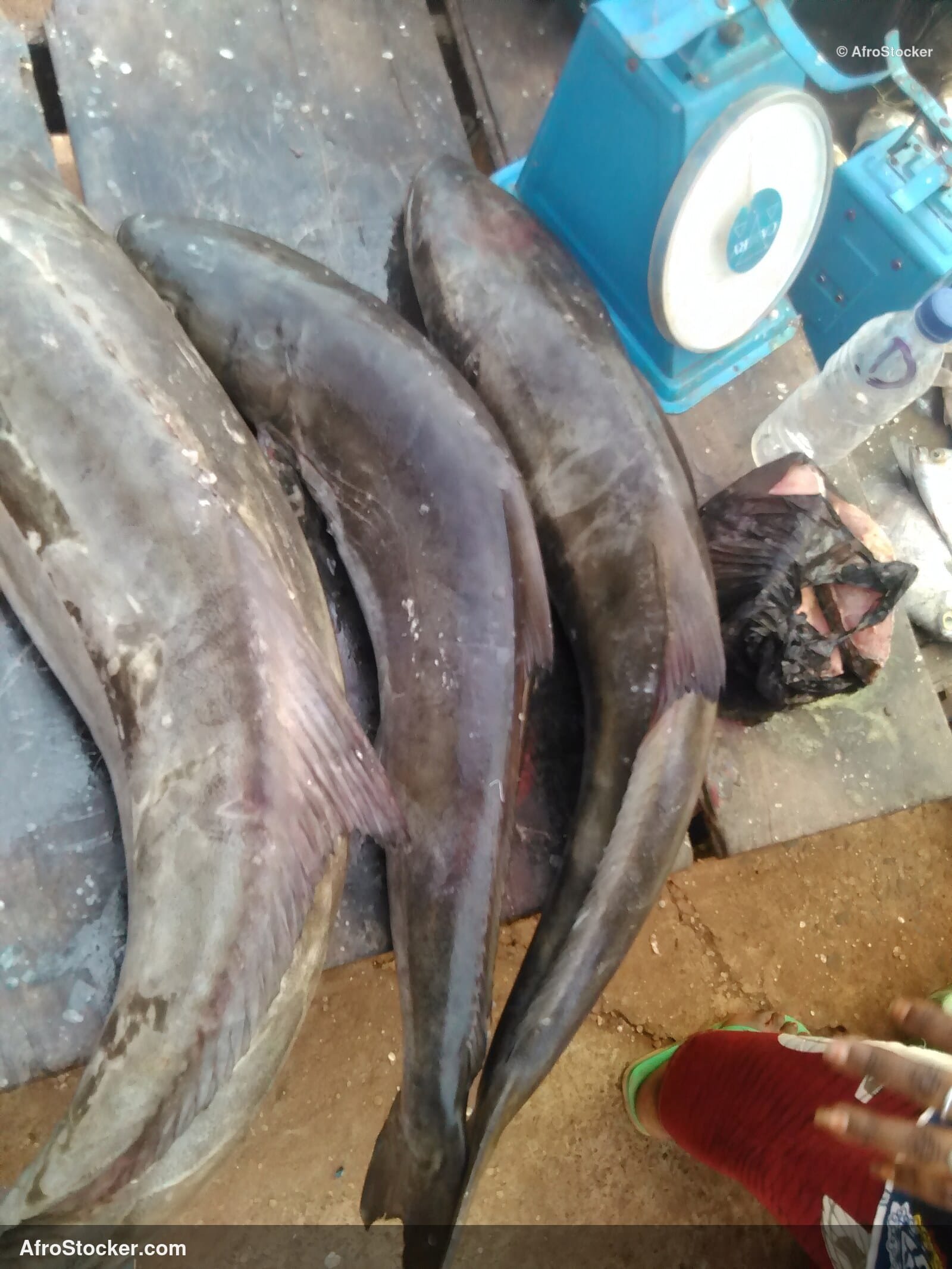 Fish Vendor Local Market / Vendeur de Poissons Marché Local | AfroStocker
