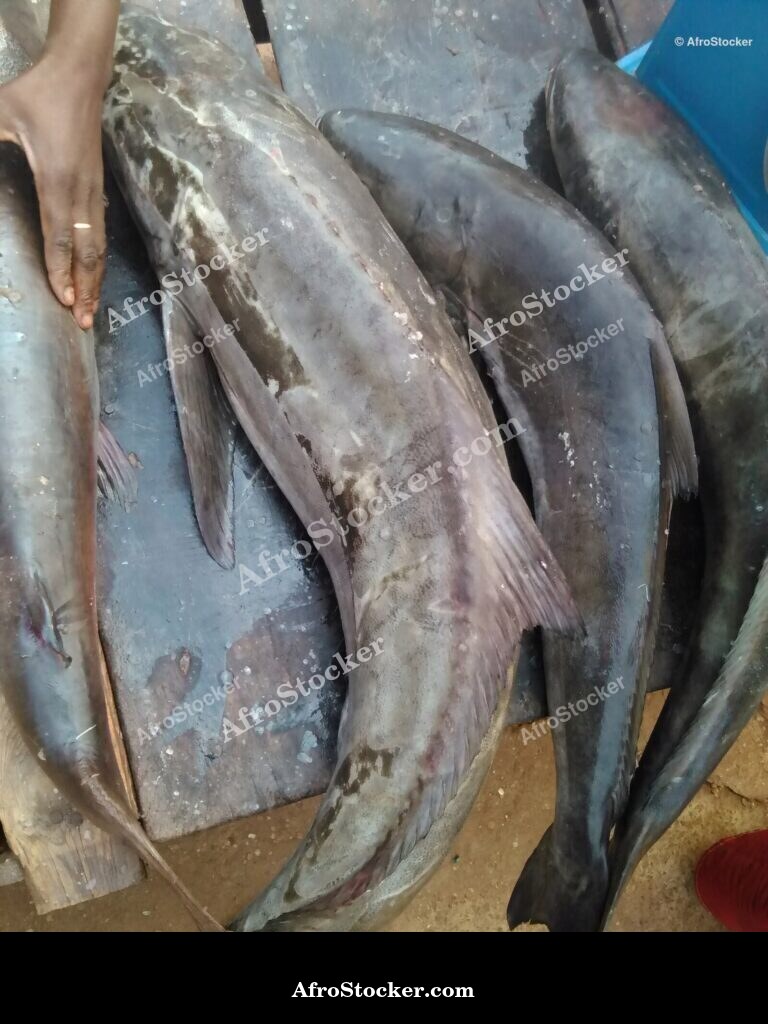 Fish Catch Local Market / Pêche Marché Local | AfroStocker