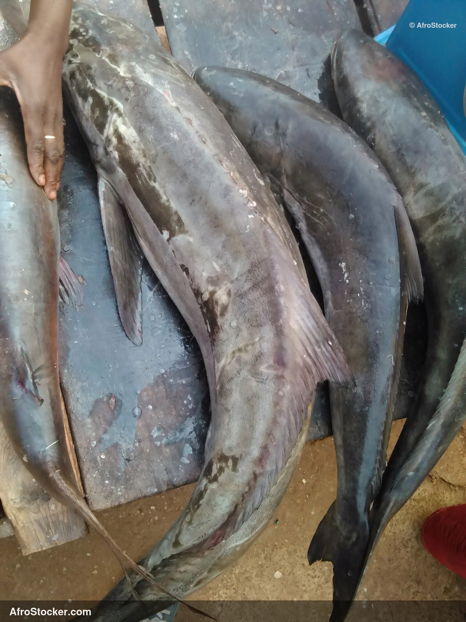 Fish Catch Local Market / Pêche Marché Local | AfroStocker