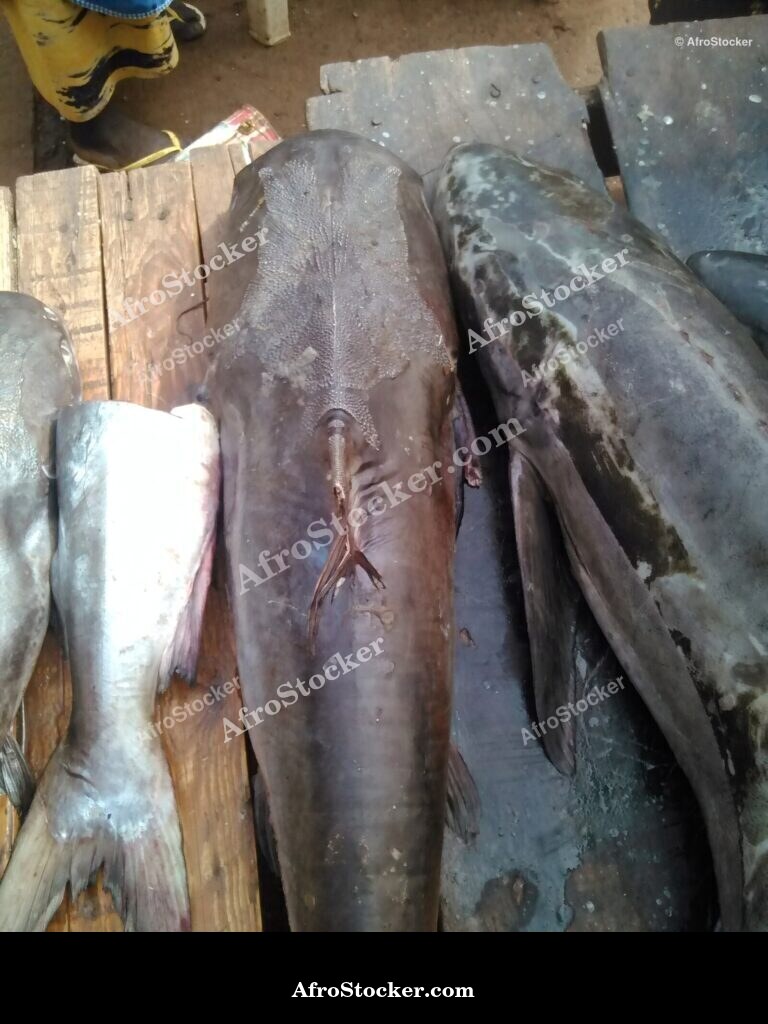 Fish Trade Local Market / Commerce de Poissons Marché Local | AfroStocker
