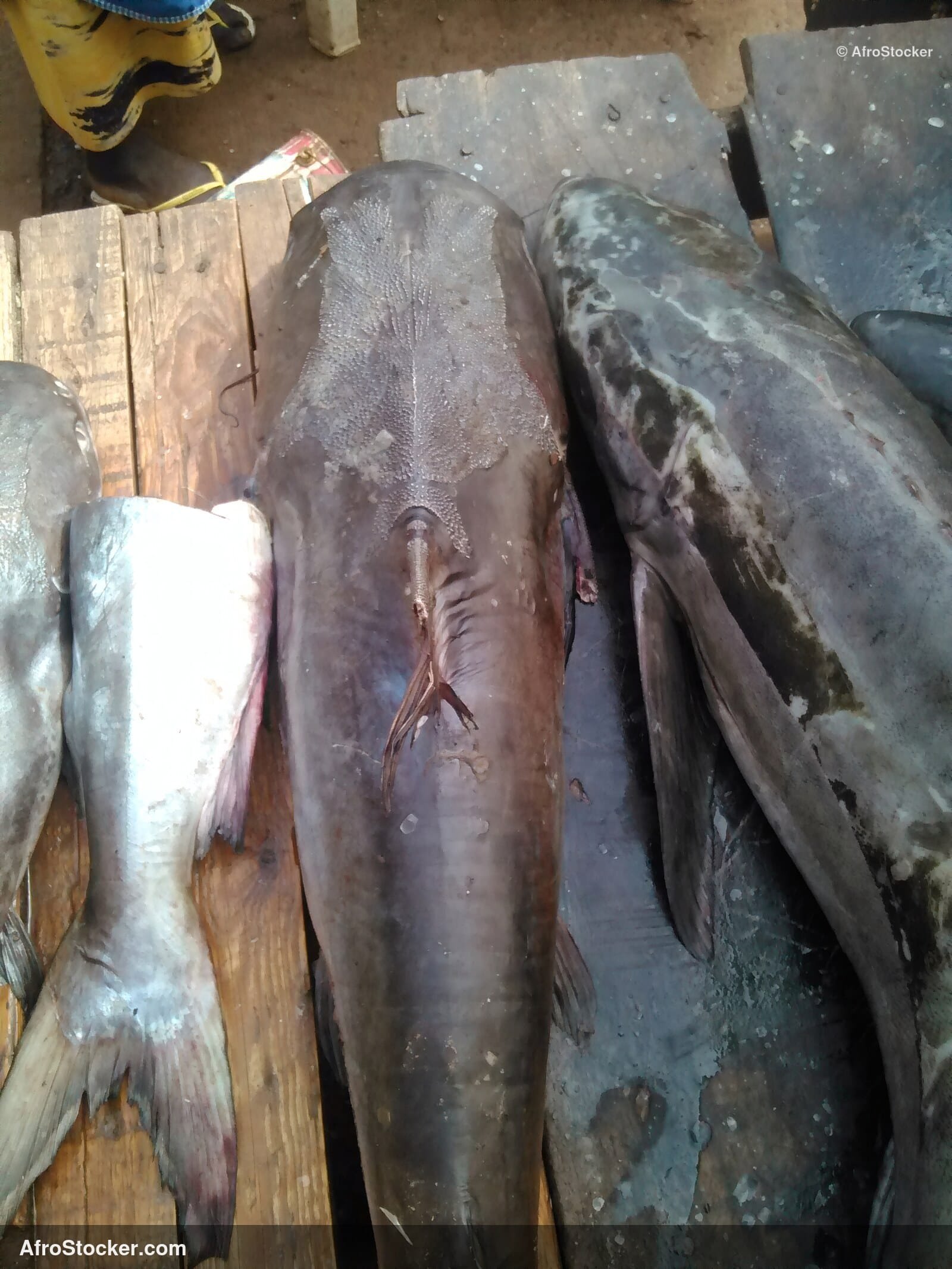 Fish Trade Local Market / Commerce de Poissons Marché Local | AfroStocker