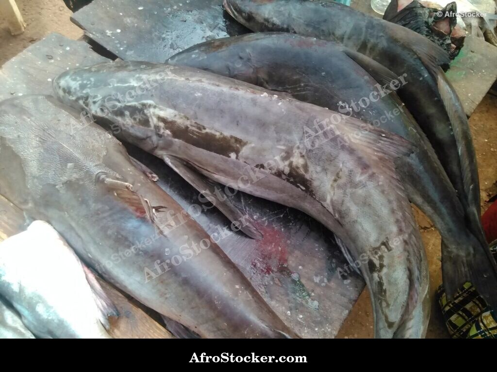 Fish Display Village Market / Étalage de Poissons Marché du Village | AfroStocker