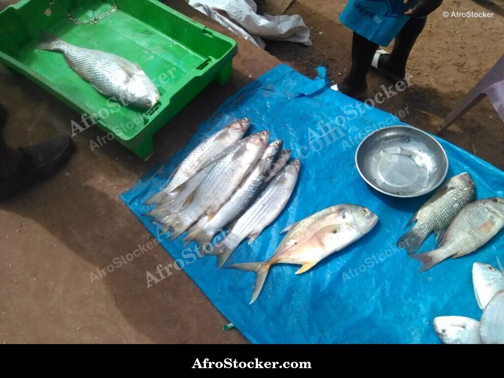 Fish Seller Village Market / Marchand de Poissons Marché du Village | AfroStocker