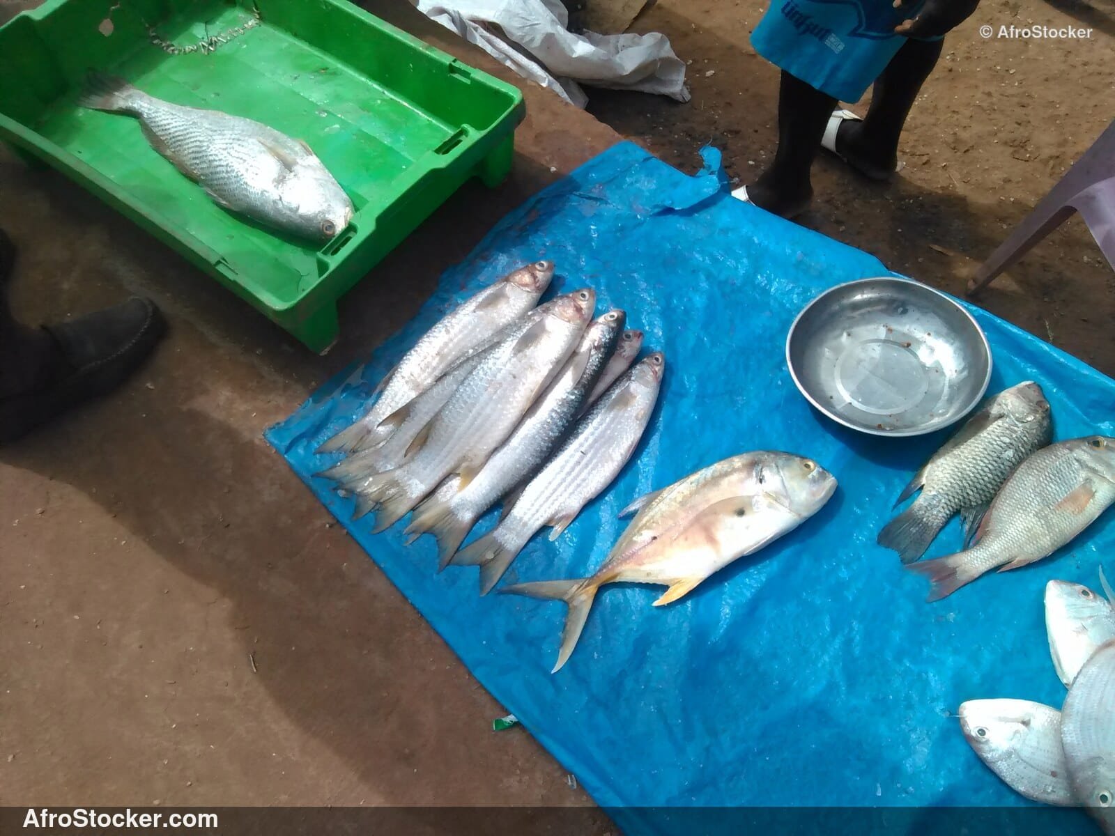 Fish Seller Village Market / Marchand de Poissons Marché du Village | AfroStocker