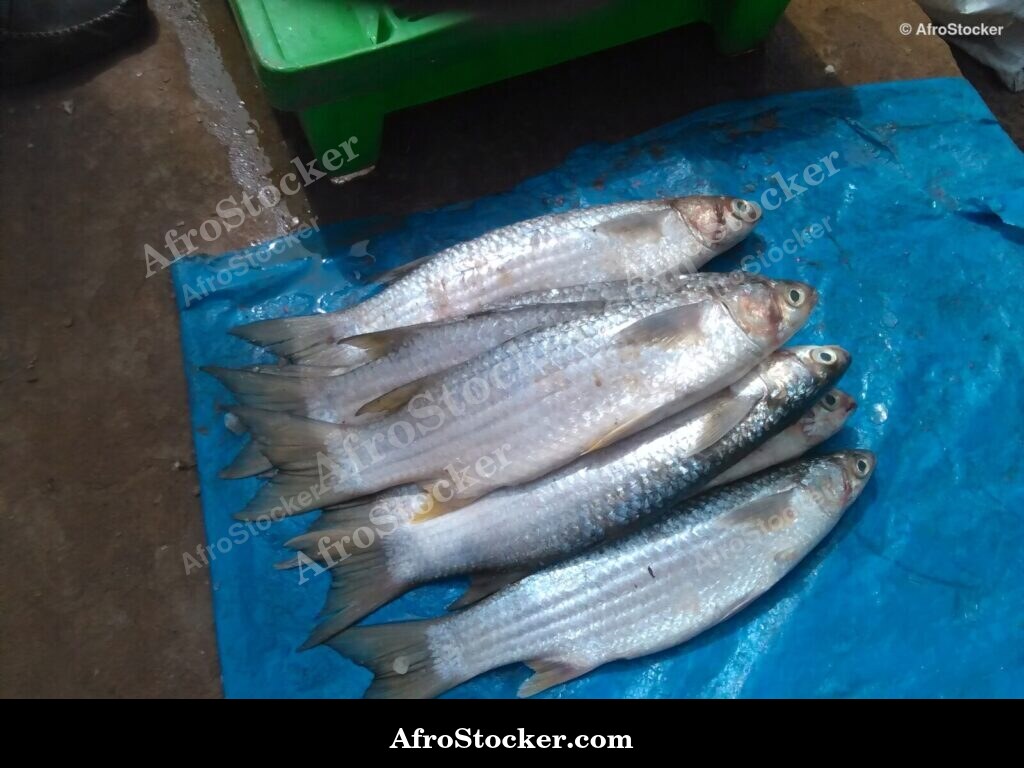 Fresh Fish Seaside Africa / Poissons Frais Afrique Côtière | AfroStocker