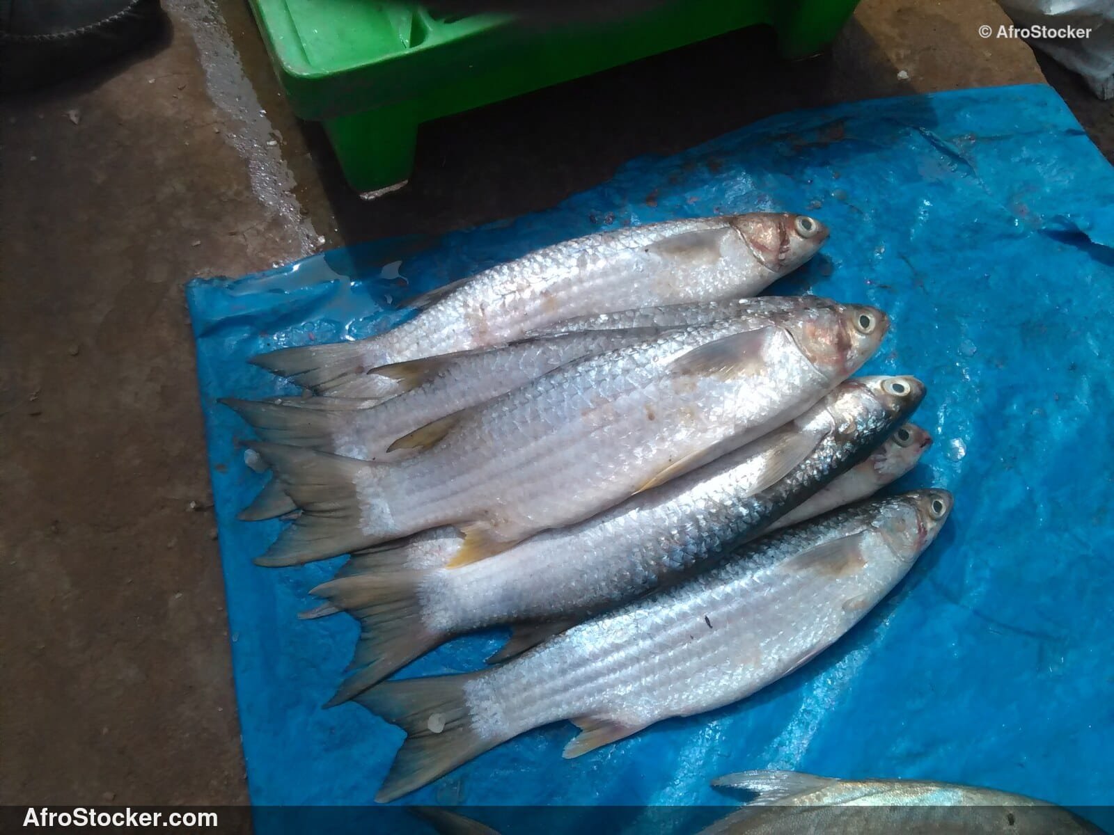 Fresh Fish Seaside Africa / Poissons Frais Afrique Côtière | AfroStocker