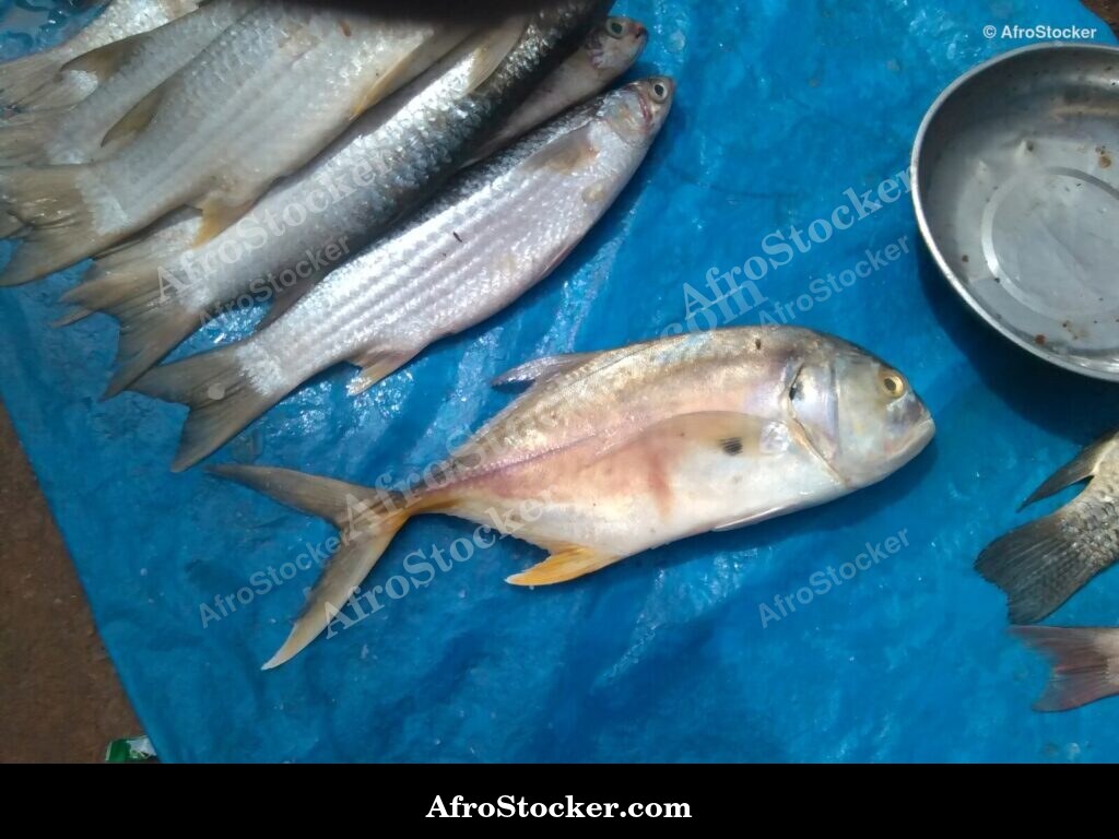 Fish Market Seaside Africa / Marché aux Poissons Afrique Côtière | AfroStocker