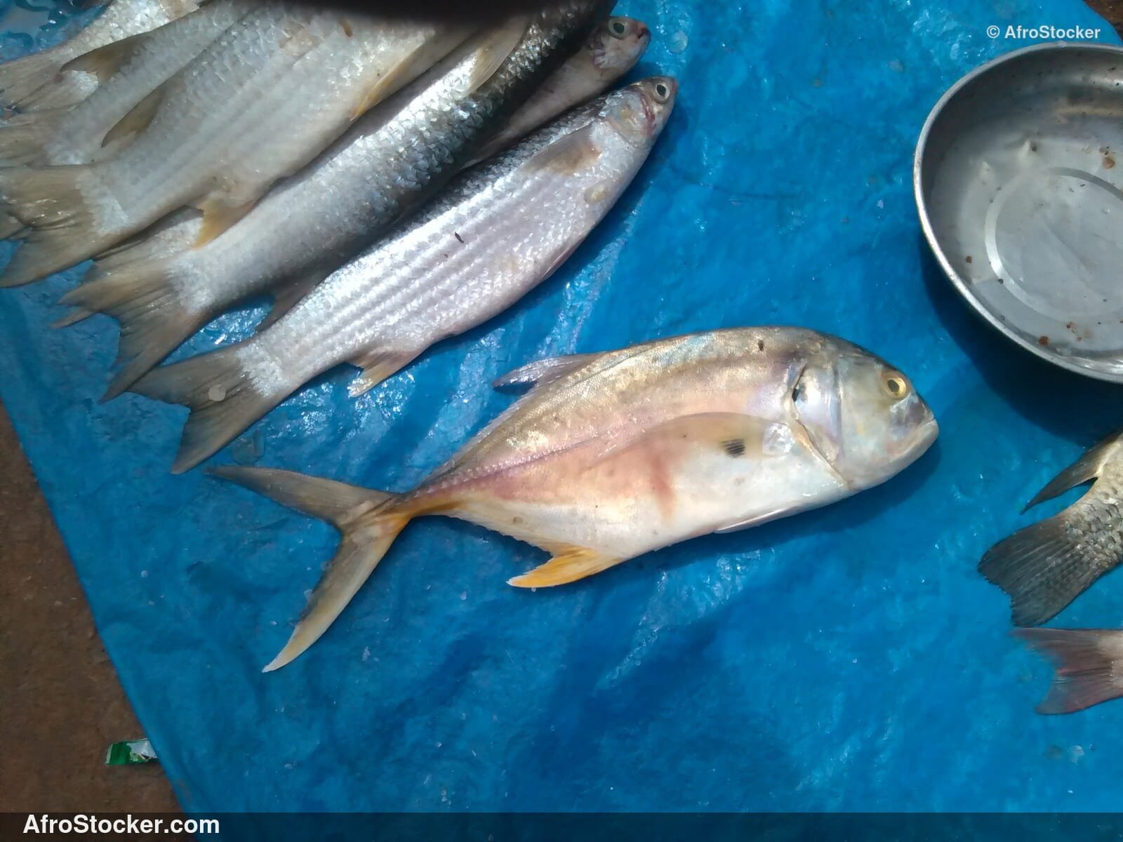 Fish Market Seaside Africa / Marché aux Poissons Afrique Côtière | AfroStocker