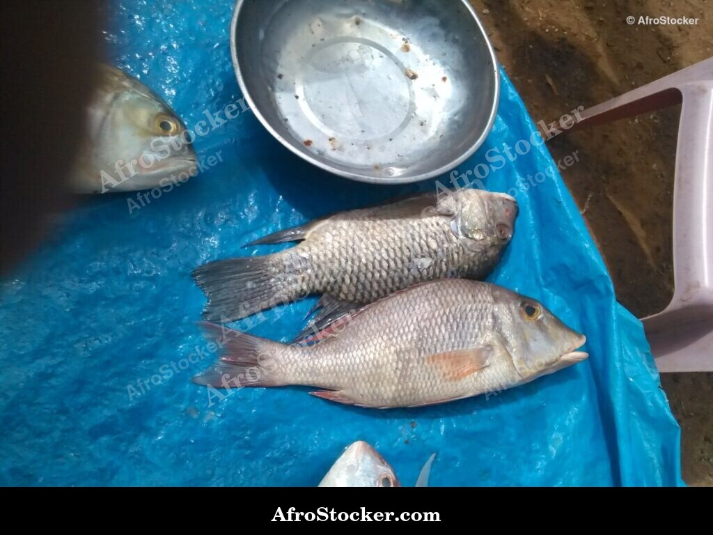 Fish Catch Traditional Africa / Pêche Afrique Traditionnelle | AfroStocker