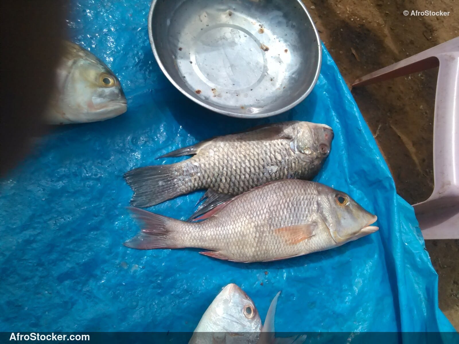 Fish Catch Traditional Africa / Pêche Afrique Traditionnelle | AfroStocker