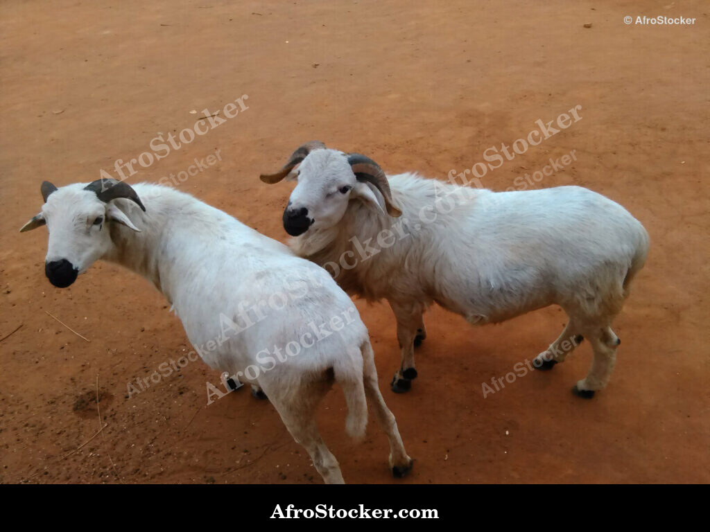 Two Sheep West Africa / Deux Moutons Afrique de l'Ouest | AfroStocker