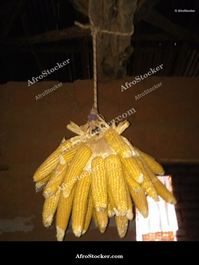 African Corn Close-Up / Maïs Africain Gros Plan | AfroStocker