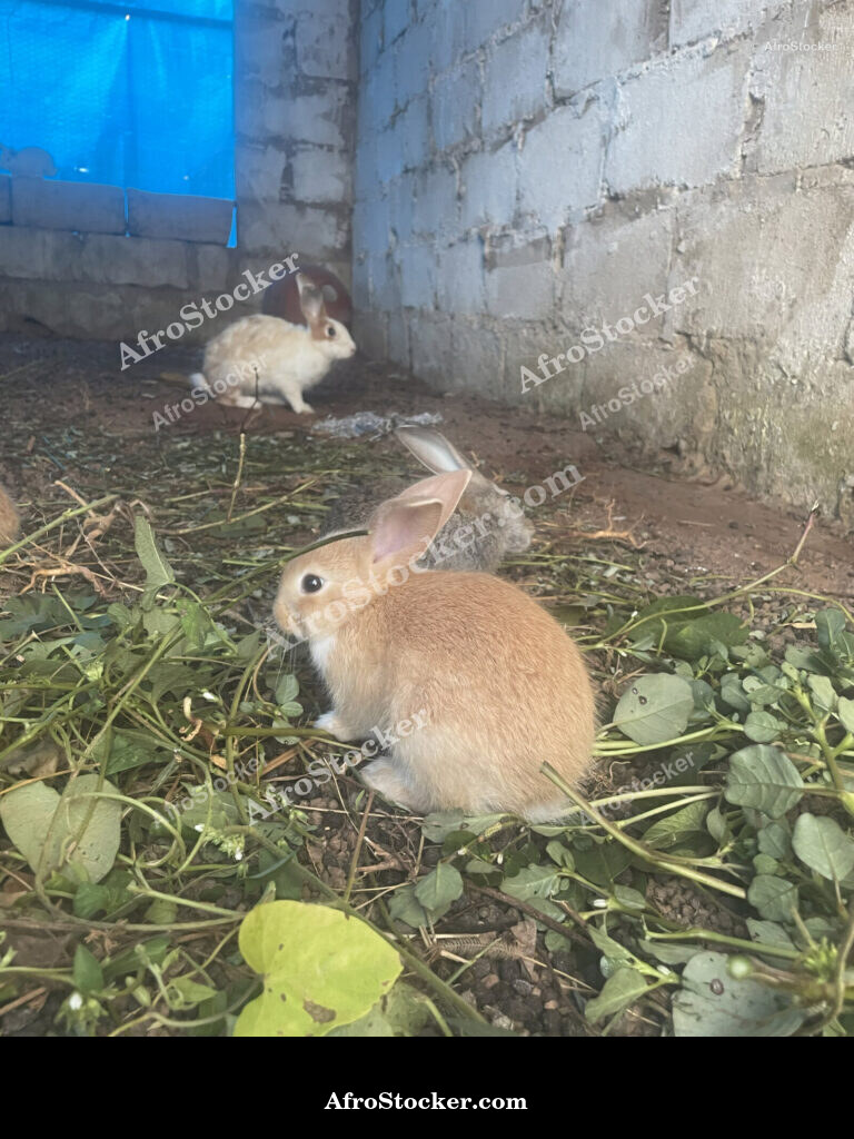 African Rabbit Breeding Farm / Ferme d'Élevage de Lapins Africaine | AfroStocker