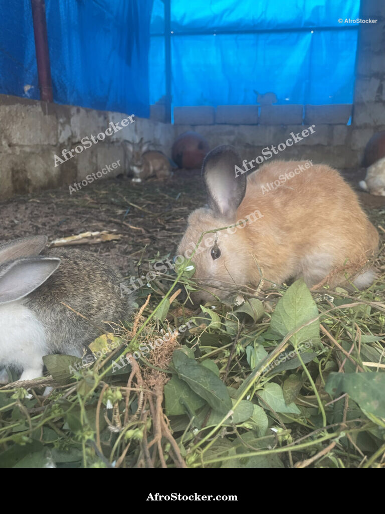 Rabbit Farming Africa / Élevage de Lapins Afrique | AfroStocker