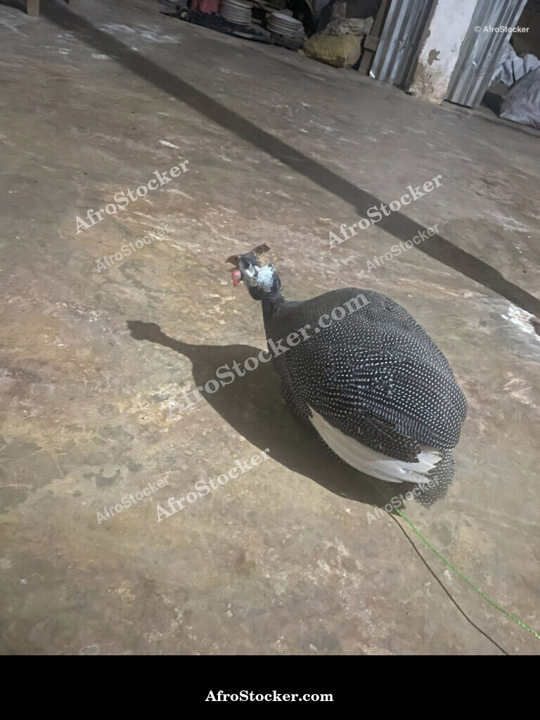 Guinea Fowl Farming Africa / Élevage de Pintades Afrique | AfroStocker