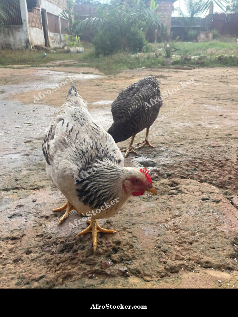 Improved Breed Chicken Farming / Élevage de Poules Améliorées Afrique | AfroStocker