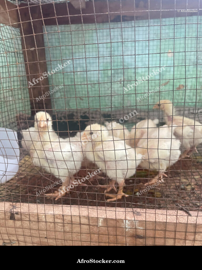 Chick Farming West Africa / Élevage de Poussins Afrique de l'Ouest | AfroStocker