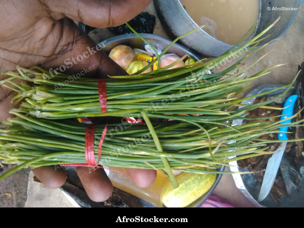 Onion Leaves Africa / Feuilles d'Oignon Afrique | AfroStocker