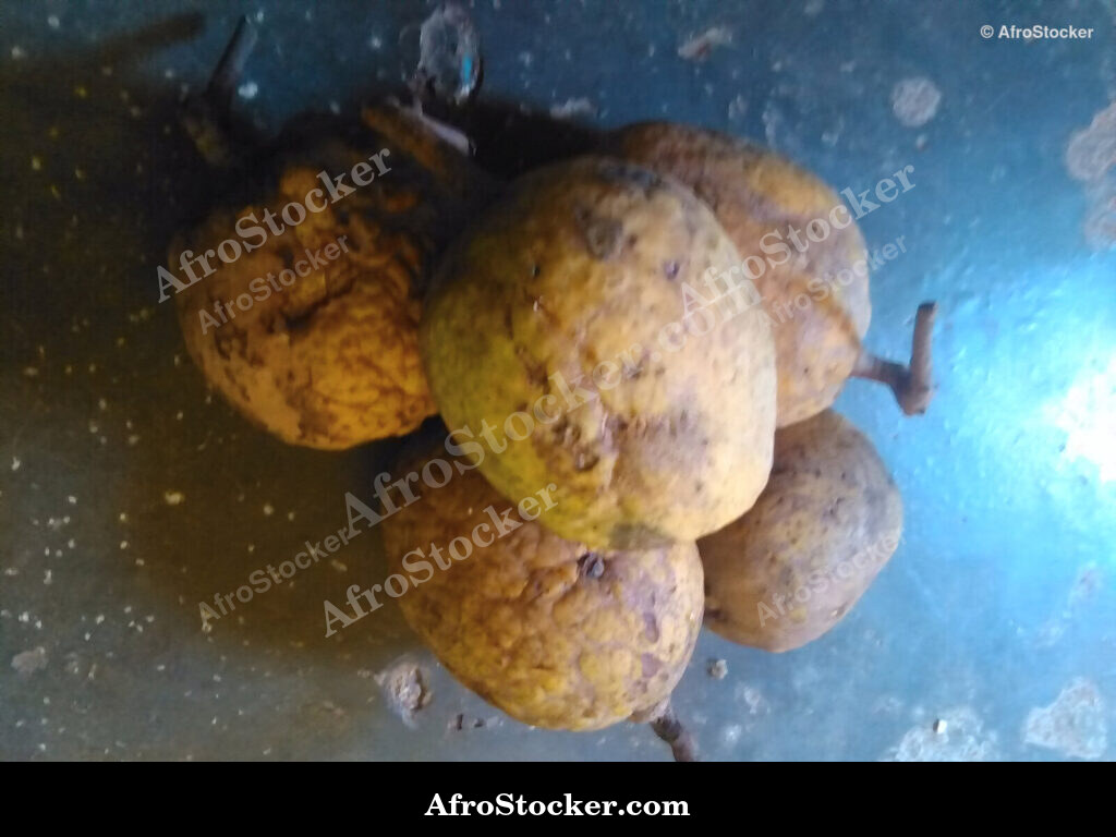 Wild African Fruit / Fruit Sauvage Africain | AfroStocker