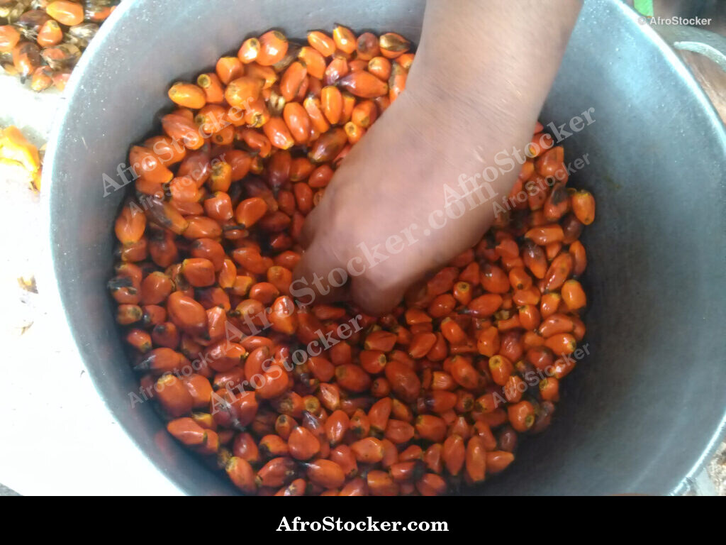 Palm Kernels Africa / Graines de Palmier Afrique | AfroStocker