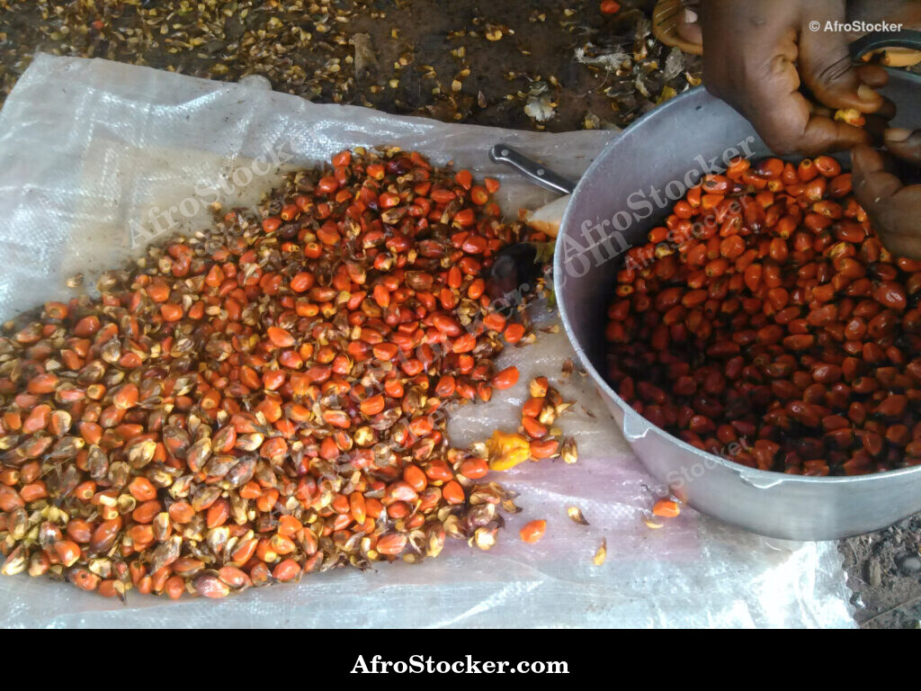 African Palm Seeds Close-Up / Graines de Palmier Africaines Gros Plan | AfroStocker