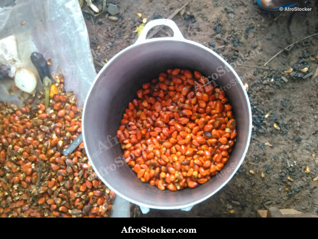Palm Nut Harvest Africa / Récolte de Noix de Palme Afrique | AfroStocker