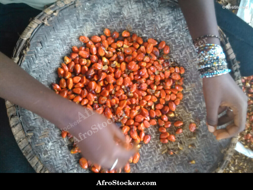West African Palm Kernels / Graines de Palmier Afrique de l'Ouest | AfroStocker