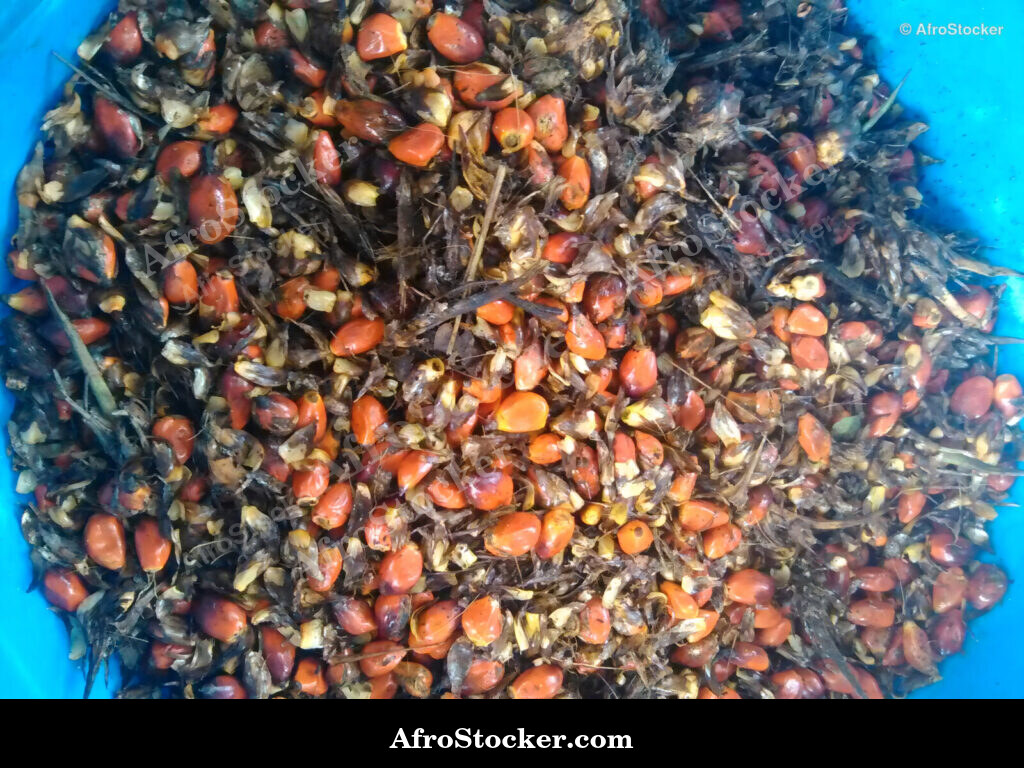 Palm Fruit Cluster Africa / Grappe de Fruits de Palmier Afrique | AfroStocker