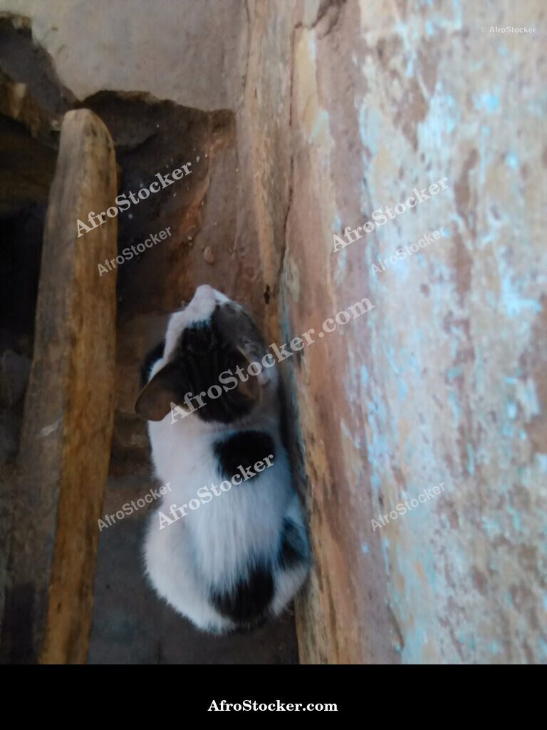 Pretty Cat on African Terrace / Joli Chat sur une Terrasse Africaine | AfroStocker
