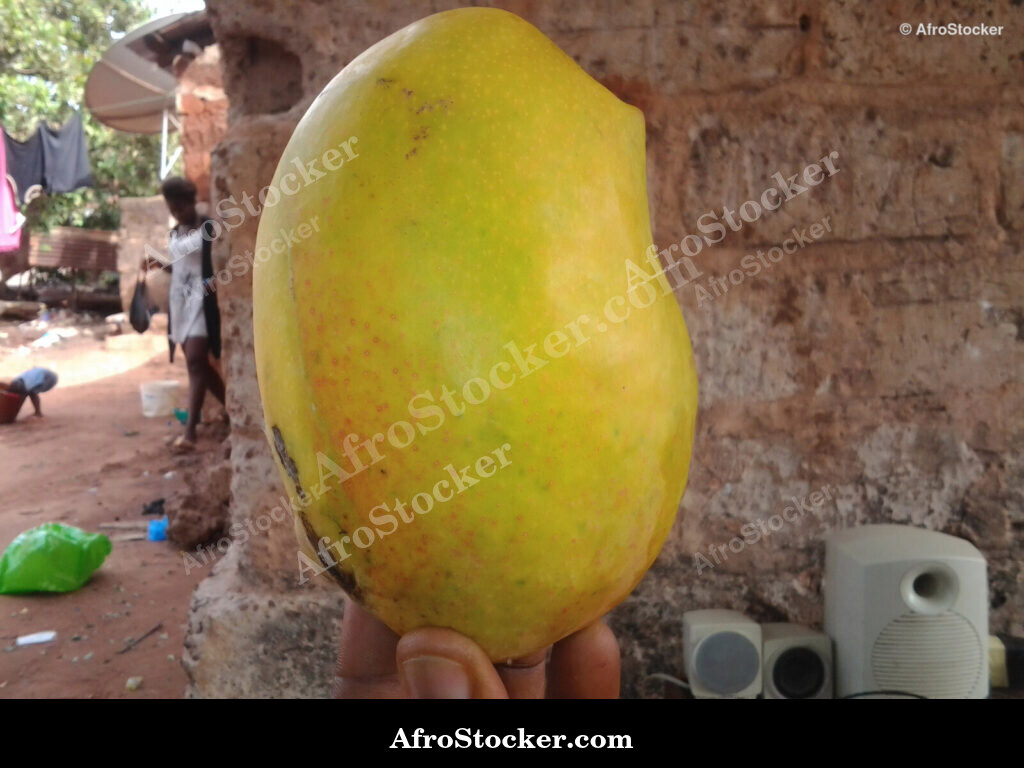 Beautiful African Mango / Jolie Mangue Africaine | AfroStocker