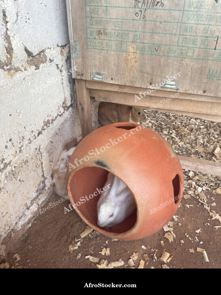 Rabbit Farming Burkina Faso / Élevage de Lapins Burkina Faso | AfroStocker