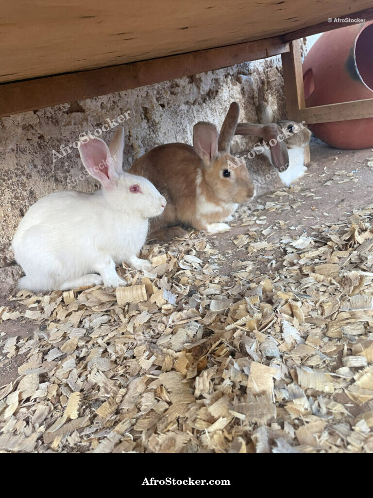 West African Rabbit Farm / Ferme de Lapins Afrique de l'Ouest | AfroStocker