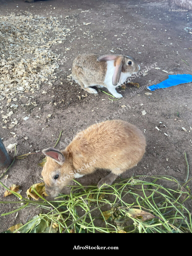 Rabbit Enclosure West Africa / Enclos à Lapins Afrique de l'Ouest | AfroStocker
