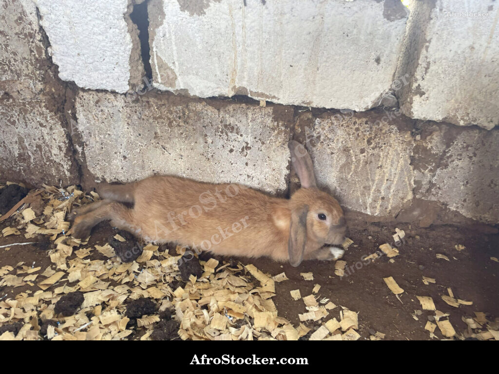 Rabbit Cage African Farm / Cage à Lapins Ferme Africaine | AfroStocker