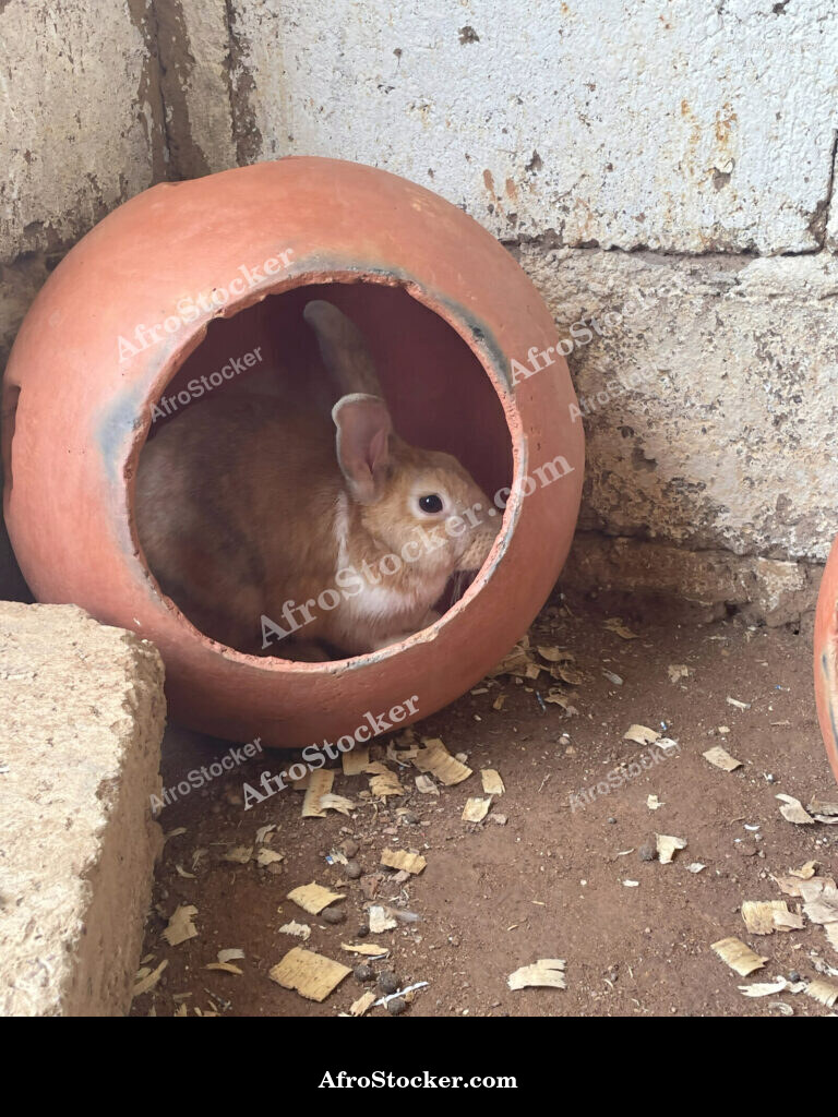 African Rabbit Livestock / Bétail Lapin Africain | AfroStocker