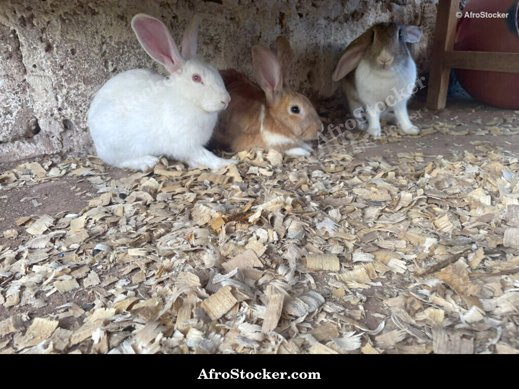 Burkina Faso Rabbit Breeding / Élevage de Lapins Burkina Faso Village | AfroStocker