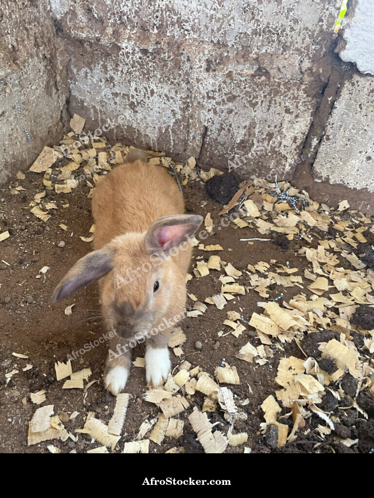 Rabbit Hutch Rural Africa / Clapier à Lapins Afrique Rurale | AfroStocker