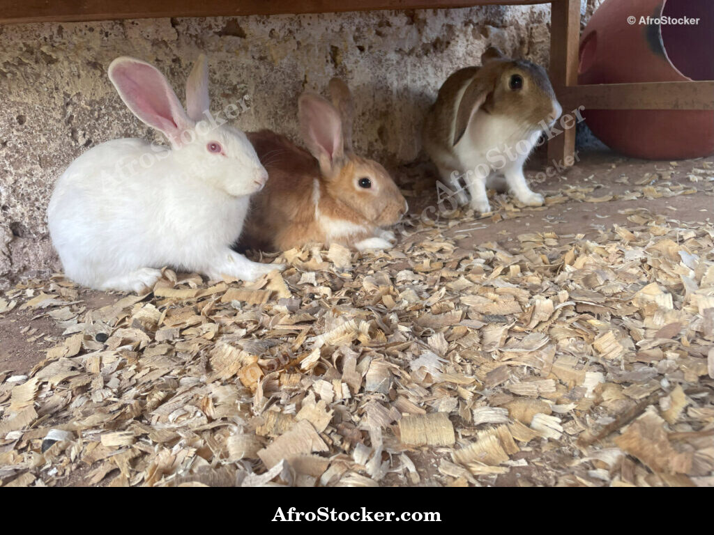Rabbit Farm Burkina Village / Ferme de Lapins Village Burkina | AfroStocker