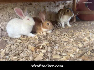 Rabbit Farm Burkina Village