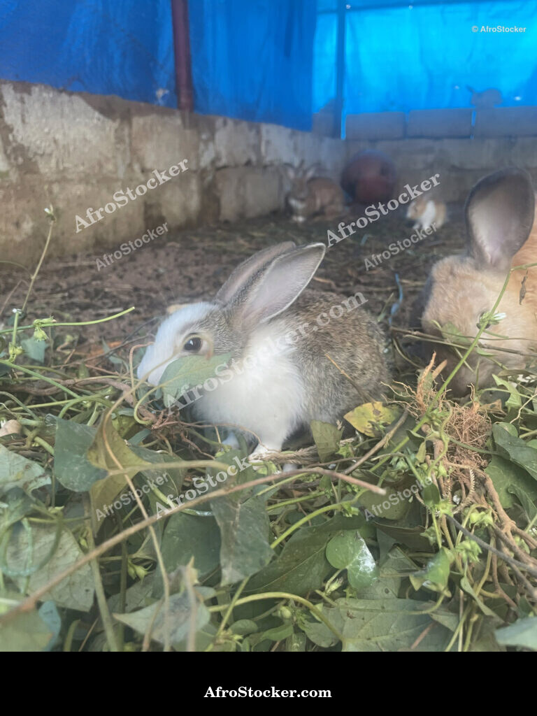 Multiple Rabbits African Farm / Plusieurs Lapins Ferme Africaine | AfroStocker