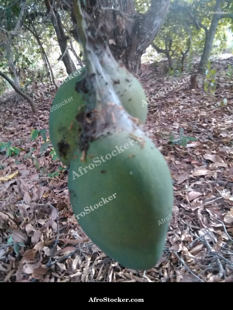 Mango on Tree Africa / Mangue sur Arbre Afrique | AfroStocker