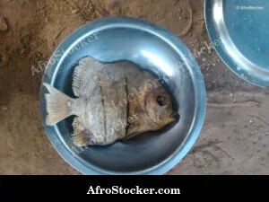 African Dried Fish Display