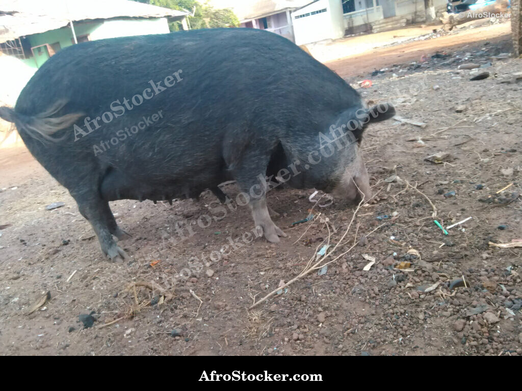 Local Pig Guinea-Bissau / Porc Local Guinée-Bissau | AfroStocker