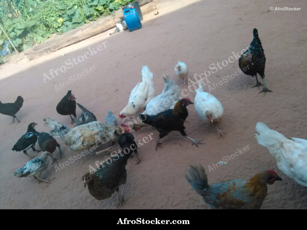 Chickens African Farm / Poules Ferme Africaine | AfroStocker
