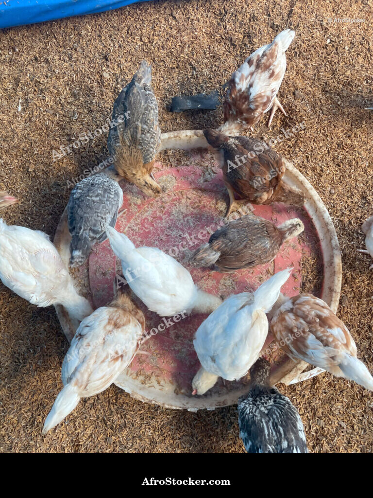 Chicken Farming Scene Africa / Scène d'Élevage de Poules Afrique | AfroStocker