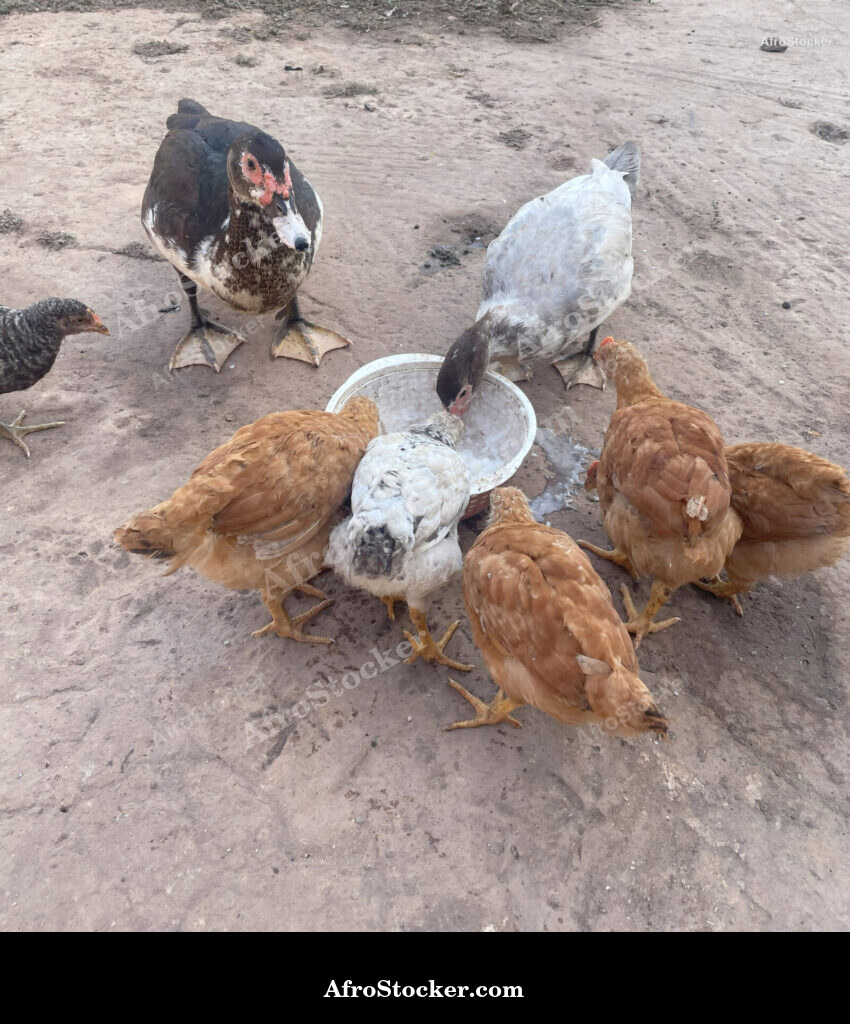 Traditional Chicken Farming Africa / Élevage Traditionnel de Poules Afrique | AfroStocker